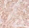 F-box/WD repeat-containing protein 5 antibody, FNab03056, FineTest, Immunohistochemistry frozen image 