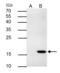 TNF Superfamily Member 9 antibody, GTX117355, GeneTex, Immunoprecipitation image 