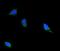 Filamin B antibody, M02562-1, Boster Biological Technology, Immunofluorescence image 