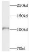 DNA Topoisomerase III Alpha antibody, FNab08870, FineTest, Western Blot image 