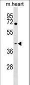 KH RNA Binding Domain Containing, Signal Transduction Associated 1 antibody, LS-C158224, Lifespan Biosciences, Western Blot image 