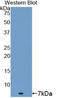 Thymosin Beta 4 X-Linked antibody, LS-C297084, Lifespan Biosciences, Western Blot image 