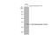 Eukaryotic translation initiation factor 2 subunit 1 antibody, GTX130006, GeneTex, Western Blot image 