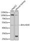 Basic Helix-Loop-Helix Family Member E40 antibody, GTX64734, GeneTex, Western Blot image 