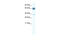 Zinc Finger Protein 713 antibody, 28-473, ProSci, Enzyme Linked Immunosorbent Assay image 