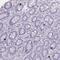Zinc Finger Protein 43 antibody, NBP2-13573, Novus Biologicals, Immunohistochemistry frozen image 