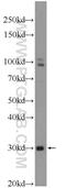 Thioredoxin Domain Containing 11 antibody, 25687-1-AP, Proteintech Group, Western Blot image 