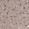 Teashirt Zinc Finger Homeobox 2 antibody, PA5-58255, Invitrogen Antibodies, Immunohistochemistry frozen image 