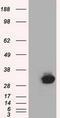 Cilia And Flagella Associated Protein 298 antibody, LS-C115342, Lifespan Biosciences, Western Blot image 