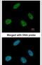 Tumor Protein P53 Binding Protein 1 antibody, PA5-34675, Invitrogen Antibodies, Immunofluorescence image 