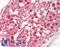 Platelet Derived Growth Factor C antibody, LS-B11979, Lifespan Biosciences, Immunohistochemistry paraffin image 