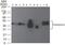 Podoplanin antibody, MA5-16270, Invitrogen Antibodies, Western Blot image 