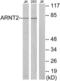 Aryl Hydrocarbon Receptor Nuclear Translocator 2 antibody, LS-C119274, Lifespan Biosciences, Western Blot image 