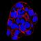 Synaptosome Associated Protein 23 antibody, AF6306, R&D Systems, Immunofluorescence image 