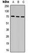 Spindle Apparatus Coiled-Coil Protein 1 antibody, orb315760, Biorbyt, Western Blot image 