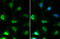 Embryonic Ectoderm Development antibody, GTX634650, GeneTex, Immunofluorescence image 