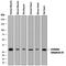 CA3 antibody, AF2185, R&D Systems, Western Blot image 