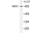 Nibrin antibody, LS-C176995, Lifespan Biosciences, Western Blot image 