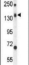 CD109 Molecule antibody, PA5-24136, Invitrogen Antibodies, Western Blot image 