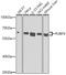 Far upstream element-binding protein 3 antibody, 23-302, ProSci, Western Blot image 