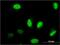 Nuclear Factor I B antibody, H00004781-M08, Novus Biologicals, Immunofluorescence image 