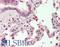 Myeloid Zinc Finger 1 antibody, LS-B10849, Lifespan Biosciences, Immunohistochemistry paraffin image 