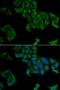 SMYD Family Member 5 antibody, orb191485, Biorbyt, Immunofluorescence image 