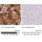 Carbonic Anhydrase 3 antibody, NBP1-88227, Novus Biologicals, Immunohistochemistry paraffin image 