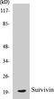 Baculoviral IAP Repeat Containing 5 antibody, EKC1552, Boster Biological Technology, Western Blot image 