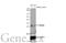 RNA Binding Protein, MRNA Processing Factor antibody, GTX636320, GeneTex, Western Blot image 
