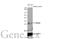 RNA-binding protein with multiple splicing antibody, GTX636320, GeneTex, Western Blot image 