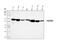 Catalase antibody, PB9925, Boster Biological Technology, Western Blot image 