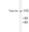 DNA Topoisomerase II Alpha antibody, LS-C177340, Lifespan Biosciences, Western Blot image 