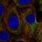 Keratin 80 antibody, HPA077836, Atlas Antibodies, Immunofluorescence image 
