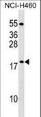 Mitochondrial Ribosomal Protein L54 antibody, LS-C158305, Lifespan Biosciences, Western Blot image 