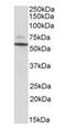 Peripherin antibody, orb233639, Biorbyt, Western Blot image 