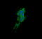 Dynamin 1 Like antibody, LS-C788047, Lifespan Biosciences, Immunofluorescence image 