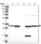 Annexin A5 antibody, NBP2-38248, Novus Biologicals, Western Blot image 