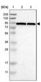 SLIT and NTRK-like protein 5 antibody, NBP1-90798, Novus Biologicals, Immunohistochemistry frozen image 