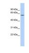 Zinc Finger Protein 205 antibody, NBP1-80303, Novus Biologicals, Western Blot image 