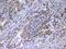 Relaxin 1 antibody, A08367-1, Boster Biological Technology, Immunohistochemistry paraffin image 