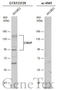 Selectin P antibody, GTX133729, GeneTex, Western Blot image 