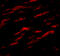 Matrilin 1 antibody, 5125, ProSci, Immunofluorescence image 