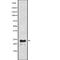 Phospholamban antibody, abx217824, Abbexa, Western Blot image 