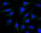 Presenilin Enhancer, Gamma-Secretase Subunit antibody, NBP2-75632, Novus Biologicals, Immunofluorescence image 