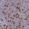 WD Repeat Domain 6 antibody, PA5-60052, Invitrogen Antibodies, Immunohistochemistry frozen image 