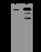 APC Membrane Recruitment Protein 2 antibody, 204570-T40, Sino Biological, Western Blot image 