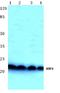 ADP Ribosylation Factor 4 antibody, A05121, Boster Biological Technology, Western Blot image 
