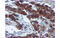 Epsin 2 antibody, MBS832815, MyBioSource, Immunohistochemistry paraffin image 