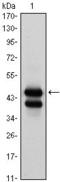 GATA Binding Protein 1 antibody, GTX82984, GeneTex, Western Blot image 